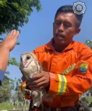 Evakuasi burung hantu dengan layang-layang oleh Damkar Cianjur. (Instagram @damkarkabcianjur)